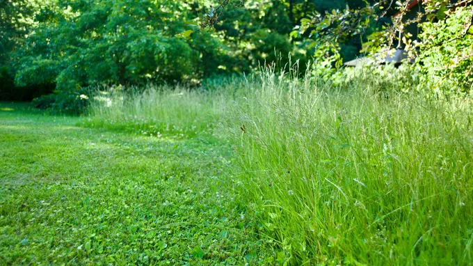 when to mow new seeded grass