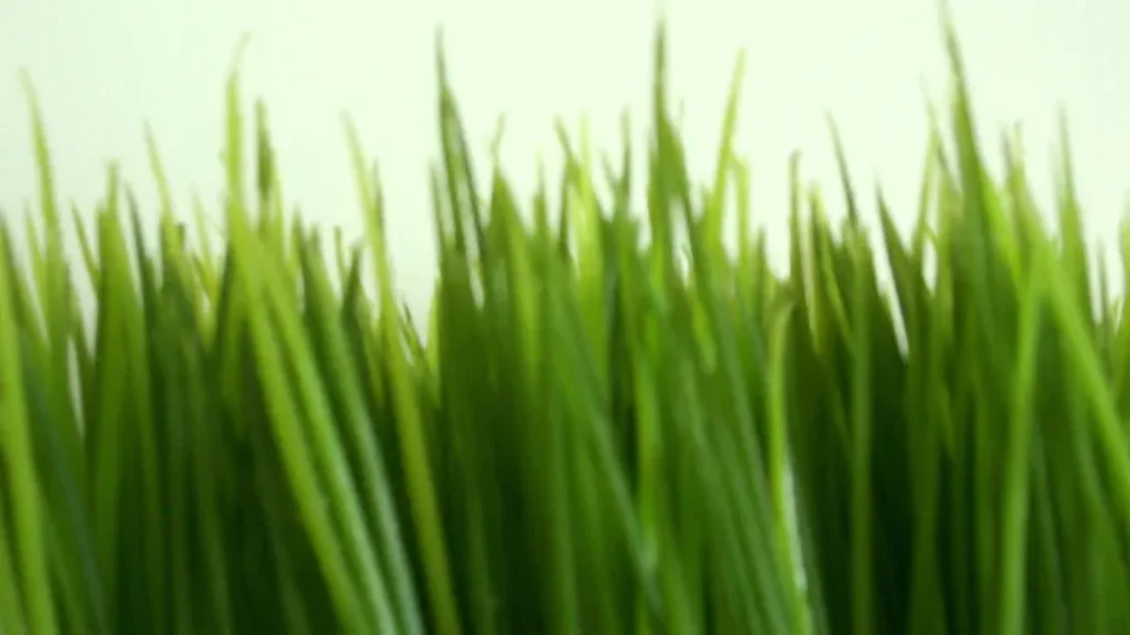 When to Mow New Seeded Grass: Best Practices for Lawn Care