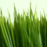 When to Mow New Seeded Grass: Best Practices for Lawn Care