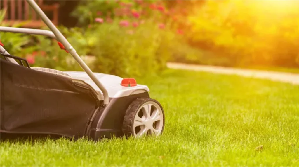 When to Mow Newly Seeded Grass: Best Practices and Timing for Healthy Growth