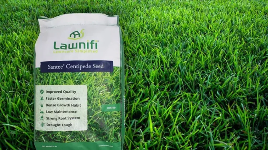 When to Overseed Centipede Grass for a Lush and Healthy Lawn