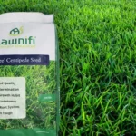 When to Overseed Centipede Grass for a Lush and Healthy Lawn