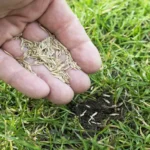 When to Overseed in Missouri: Best Time and Tips for Success