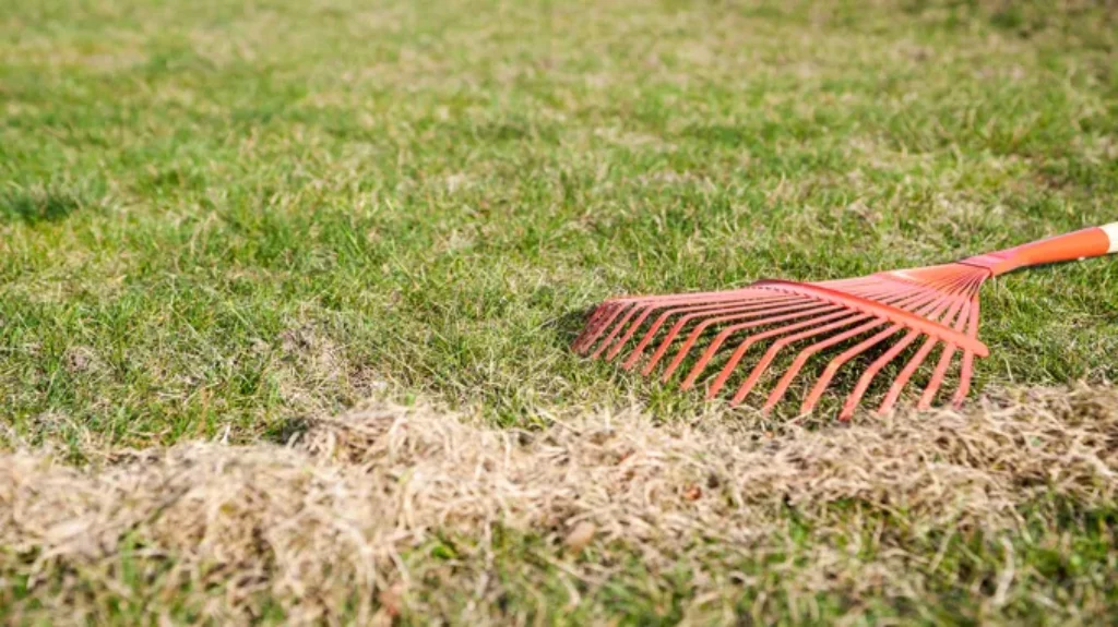 When to Overseed in Wisconsin: Best Time and Tips for Healthy Lawns