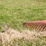 When to Overseed in Wisconsin: Best Time and Tips for Healthy Lawns