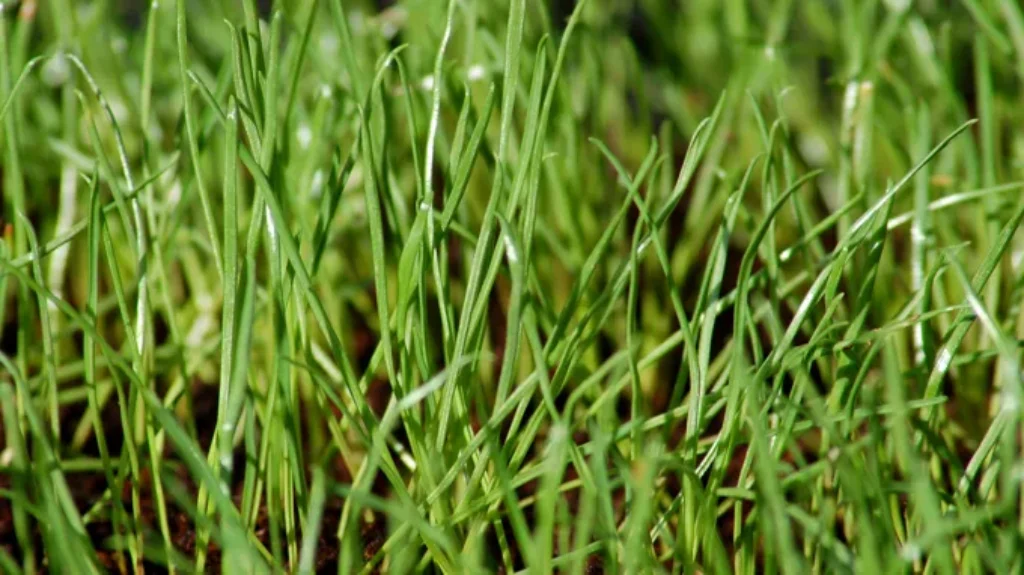 When to Plant Annual Ryegrass in North Carolina: Best Time and Tips