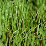 When to Plant Annual Ryegrass in North Carolina: Best Time and Tips