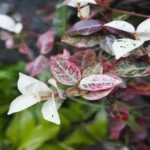 When to Plant Asian Jasmine in Texas: Best Timing for Successful Growth