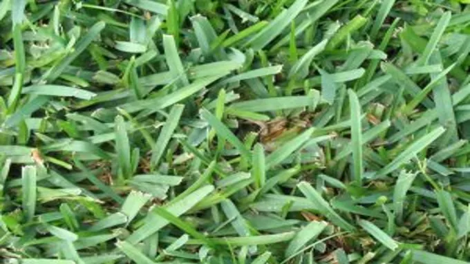 when to plant bermuda grass in north carolina