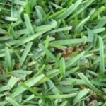 When to Plant Bermuda Grass in North Carolina: A Seasonal Guide