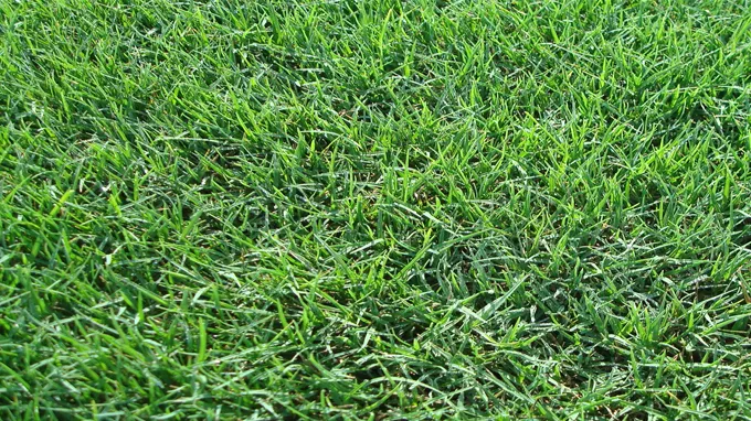 when to plant bermuda grass in tennessee