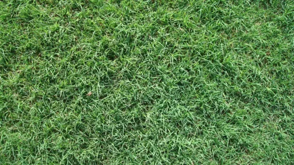 When to Plant Bermuda Sod for a Healthy and Vibrant Lawn