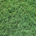 When to Plant Bermuda Sod for a Healthy and Vibrant Lawn