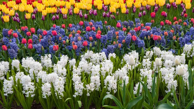 when to plant bulbs in alabama