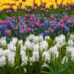 When to Plant Bulbs in Alabama for a Beautiful Spring Garden