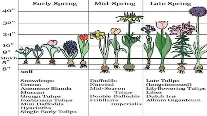 when to plant bulbs in oklahoma