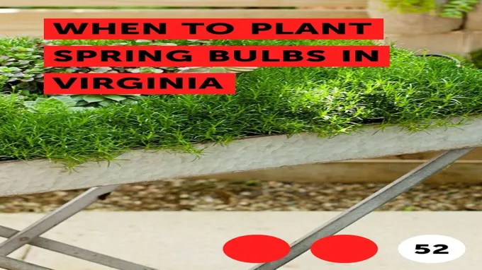 when to plant bulbs in virginia