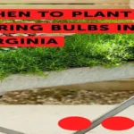 When to Plant Bulbs in Virginia: A Gardening Guide for Planting Timeframes