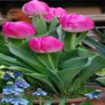 When to Plant Bulbs in Wisconsin for a Beautiful Spring Display