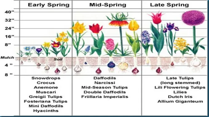 when to plant bulbs in zone 8b