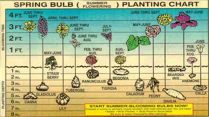 when to plant bulbs zone 5