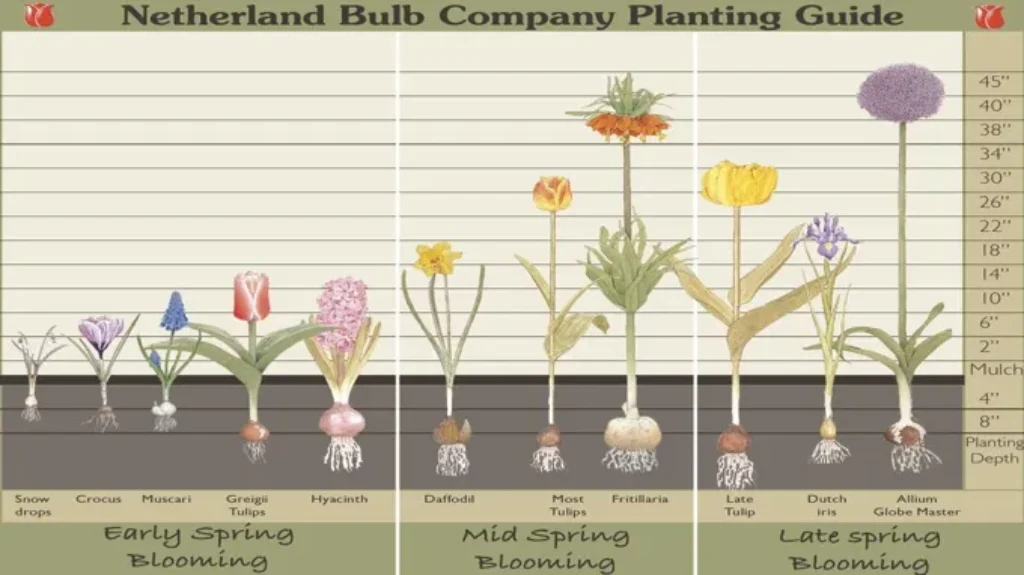 When to Plant Bulbs Zone 5: Best Timing and Tips for a Blooming Garden