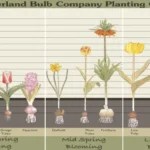 When to Plant Bulbs Zone 5: Best Timing and Tips for a Blooming Garden