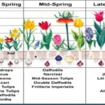 When to Plant Fall Bulbs Zone 5: Expert Tips for Successful Gardening