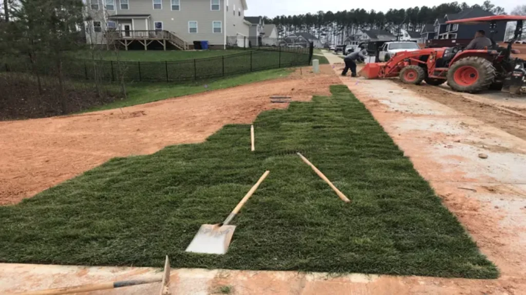 When to Plant Fescue in NC: Best Timing and Tips for Success