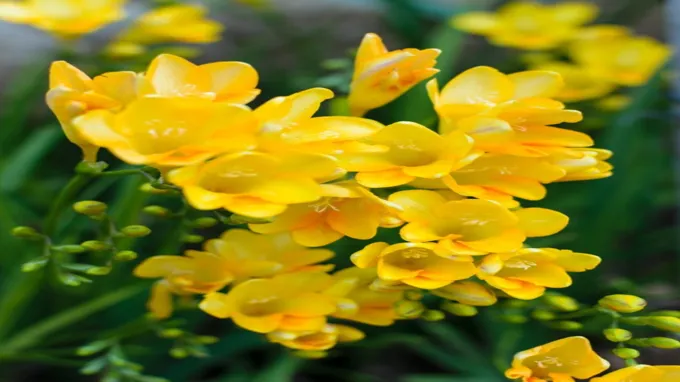 when to plant freesia bulbs in california