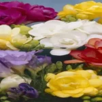 When to Plant Freesia Bulbs in California: A Gardening Guide