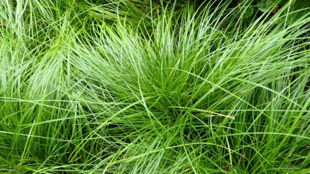 When to Plant Grass in Tennessee: Best Timing Tips for a Lush Lawn