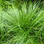 When to Plant Grass in Tennessee: Best Timing Tips for a Lush Lawn