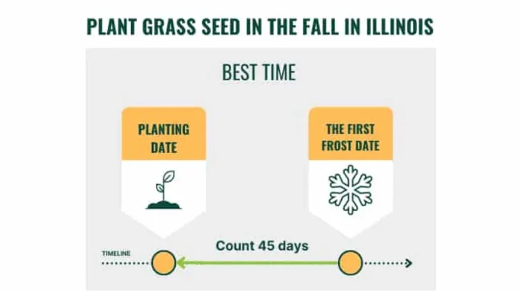 When to Plant Grass Seed Illinois: Best Time and Tips for a Lush Lawn