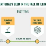 When to Plant Grass Seed Illinois: Best Time and Tips for a Lush Lawn