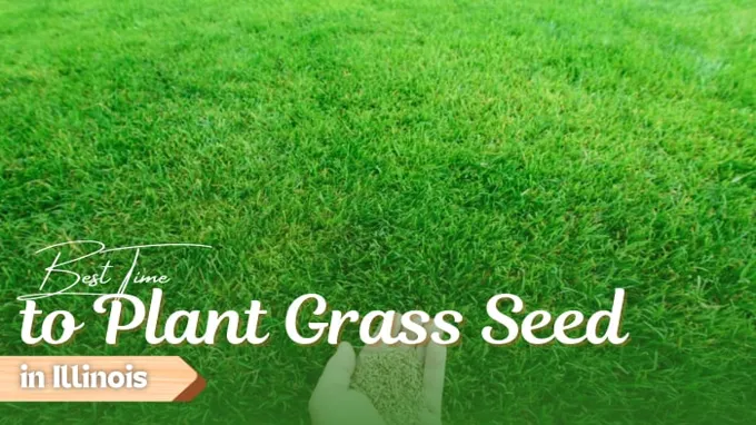 when to plant grass seed illinois