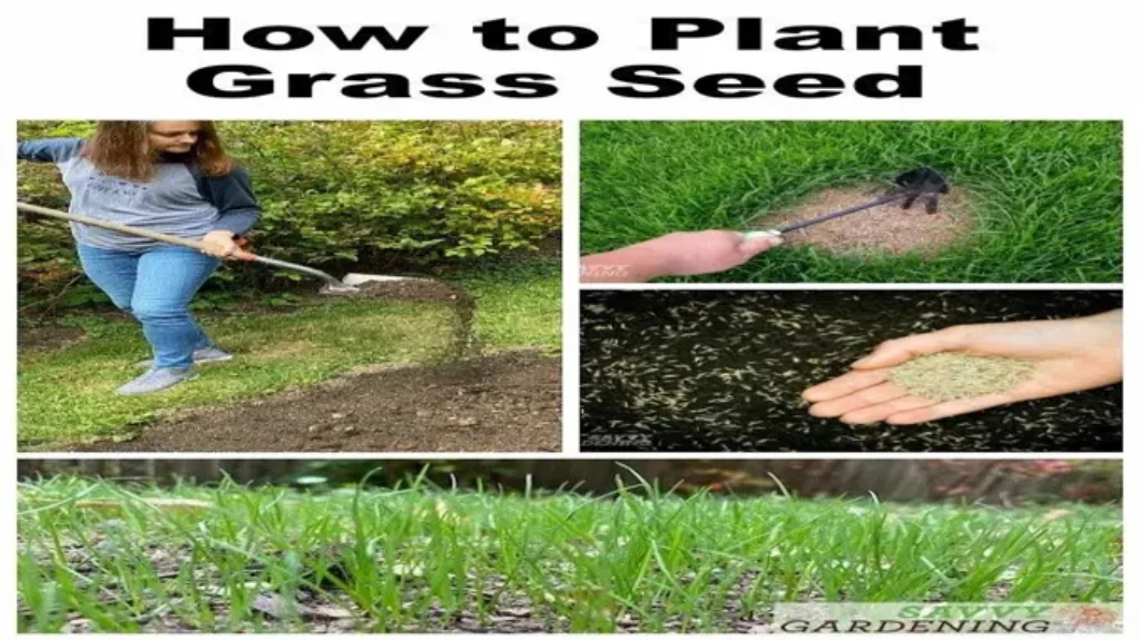 When to Plant Grass Seed in Alabama for a Lush and Healthy Lawn