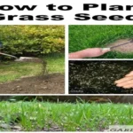 When to Plant Grass Seed in Alabama for a Lush and Healthy Lawn