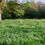 When to Plant Grass Seed in CT for a Lush and Healthy Lawn