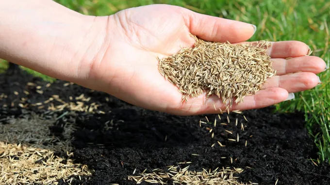 when to plant grass seed in east tennessee