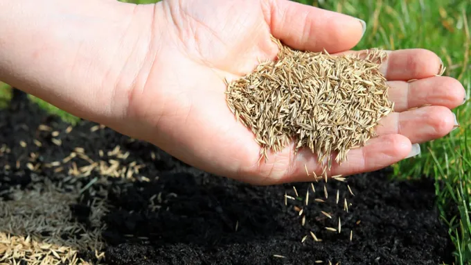 when to plant grass seed in houston