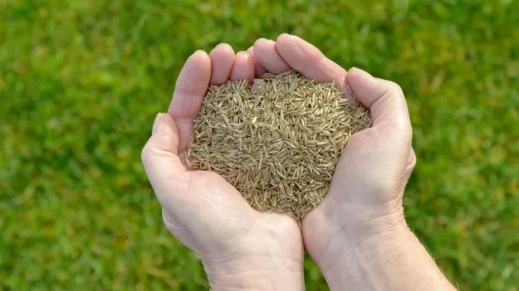 When to Plant Grass Seed in Illinois: Best Timing Tips for a Lush Lawn