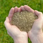 When to Plant Grass Seed in Illinois: Best Timing Tips for a Lush Lawn