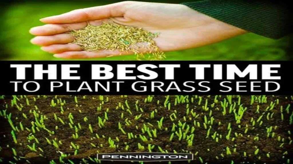 When to Plant Grass Seed in Indiana: Best Time and Tips for a Lush Lawn