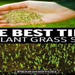 When to Plant Grass Seed in Indiana: Best Time and Tips for a Lush Lawn