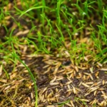 When to Plant Grass Seed in Kentucky for a Healthy and Lush Lawn