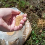 When to Plant Grass Seed in Michigan for a Lush and Healthy Lawn