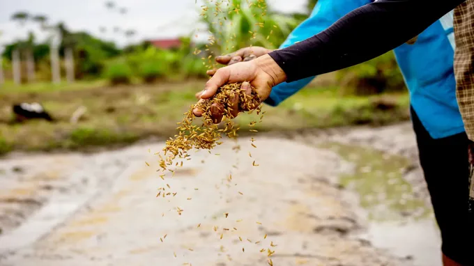 when to plant grass seed in missouri