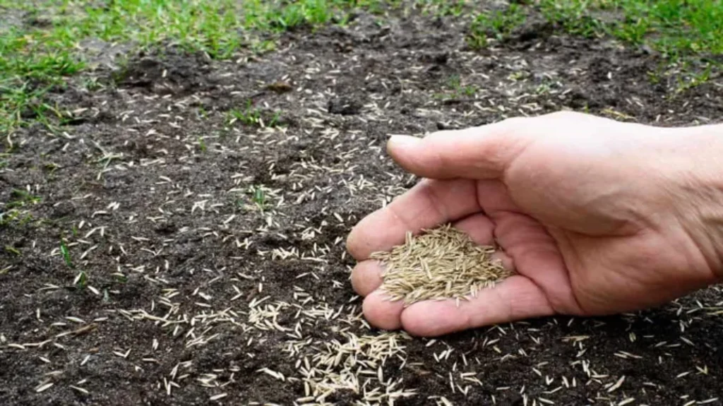 When to Plant Grass Seed in Missouri Spring: Expert Tips and Guidelines