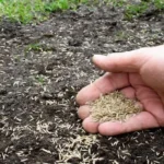 When to Plant Grass Seed in Missouri Spring: Expert Tips and Guidelines